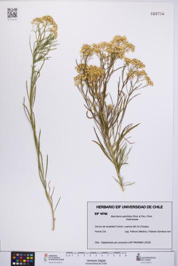 Baccharis salicifolia [Espécimen: UCH:EIF:0016792]