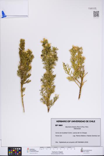 Baccharis linearis [Espécimen: UCH:EIF:0016831]