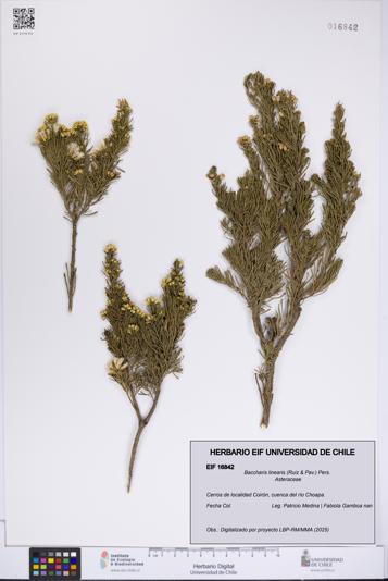 Baccharis linearis [Espécimen: UCH:EIF:0016842]