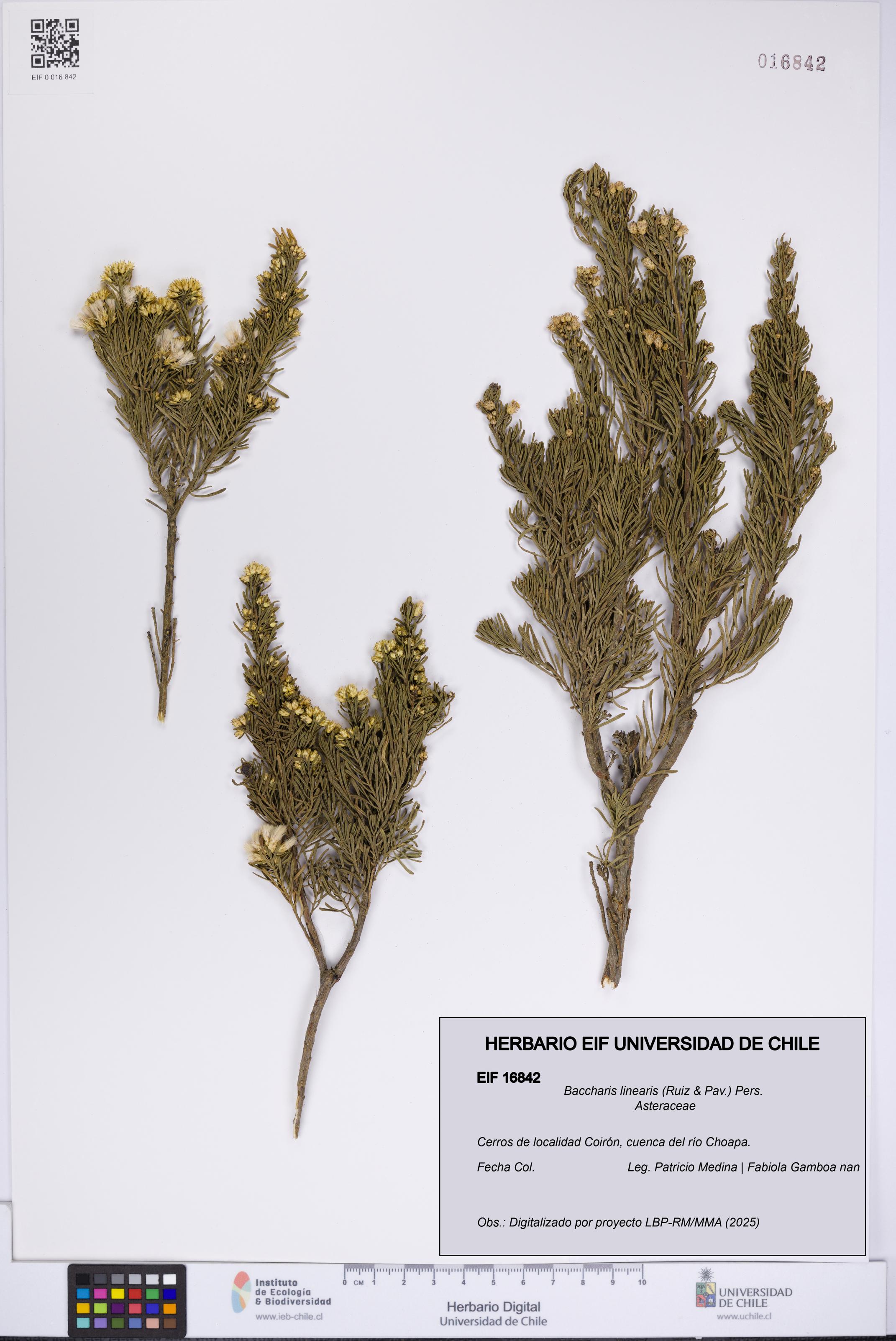 Baccharis linearis [Espécimen: UCH:EIF:0016842]
