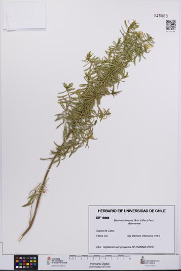 Baccharis linearis [Espécimen: UCH:EIF:0016868]