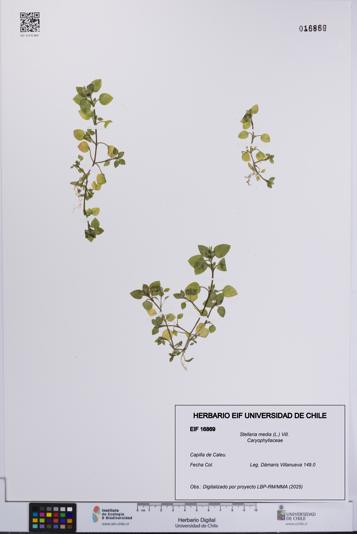 Stellaria media [Espécimen: UCH:EIF:0016869]