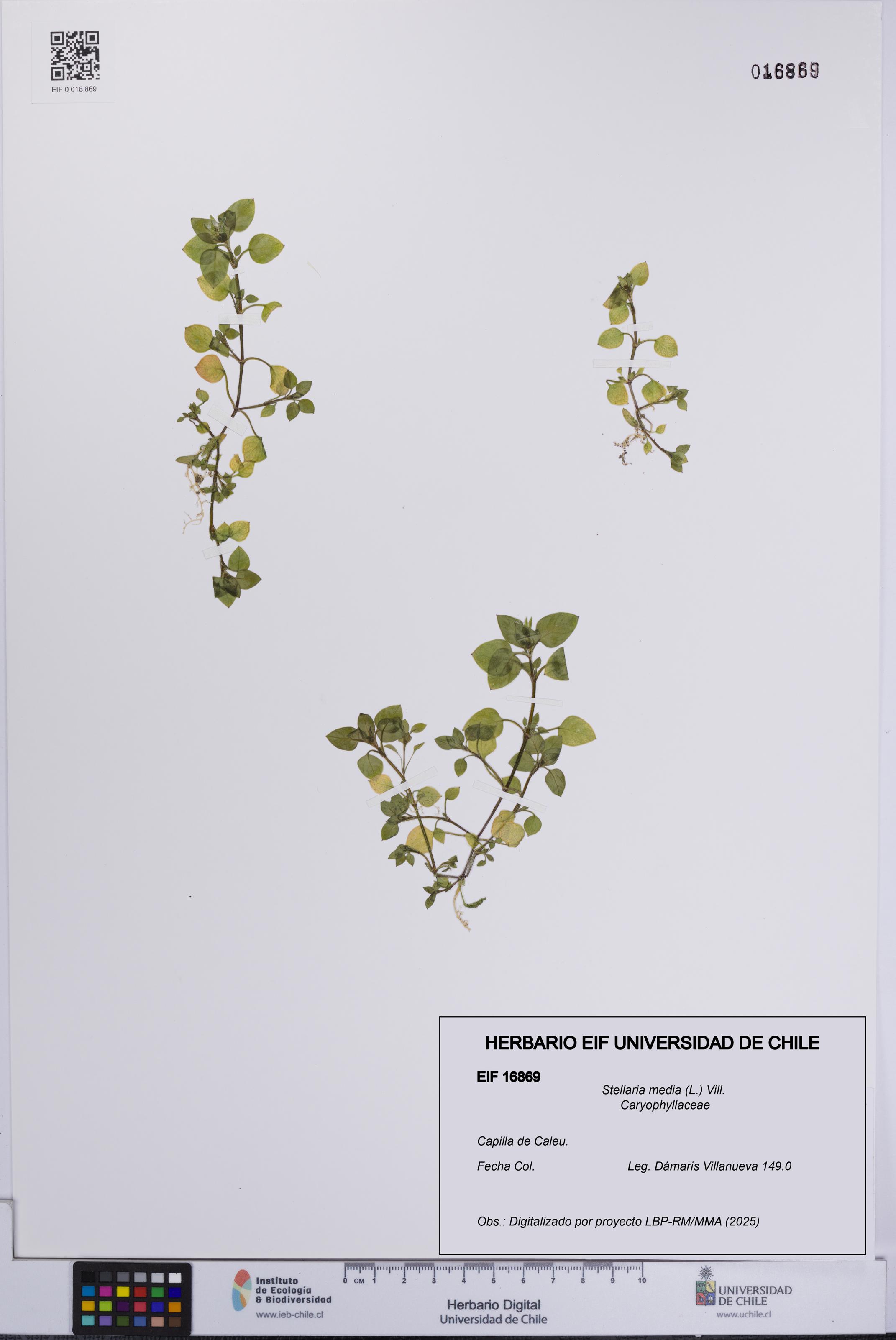 Stellaria media [Espécimen: UCH:EIF:0016869]