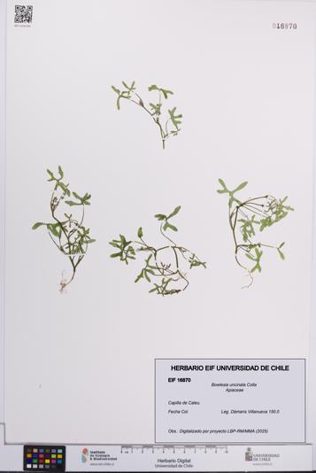 Bowlesia uncinata [Espécimen: UCH:EIF:0016870]