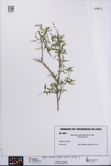 Dioscorea variifolia [Espécimen: UCH:EIF:0016871]