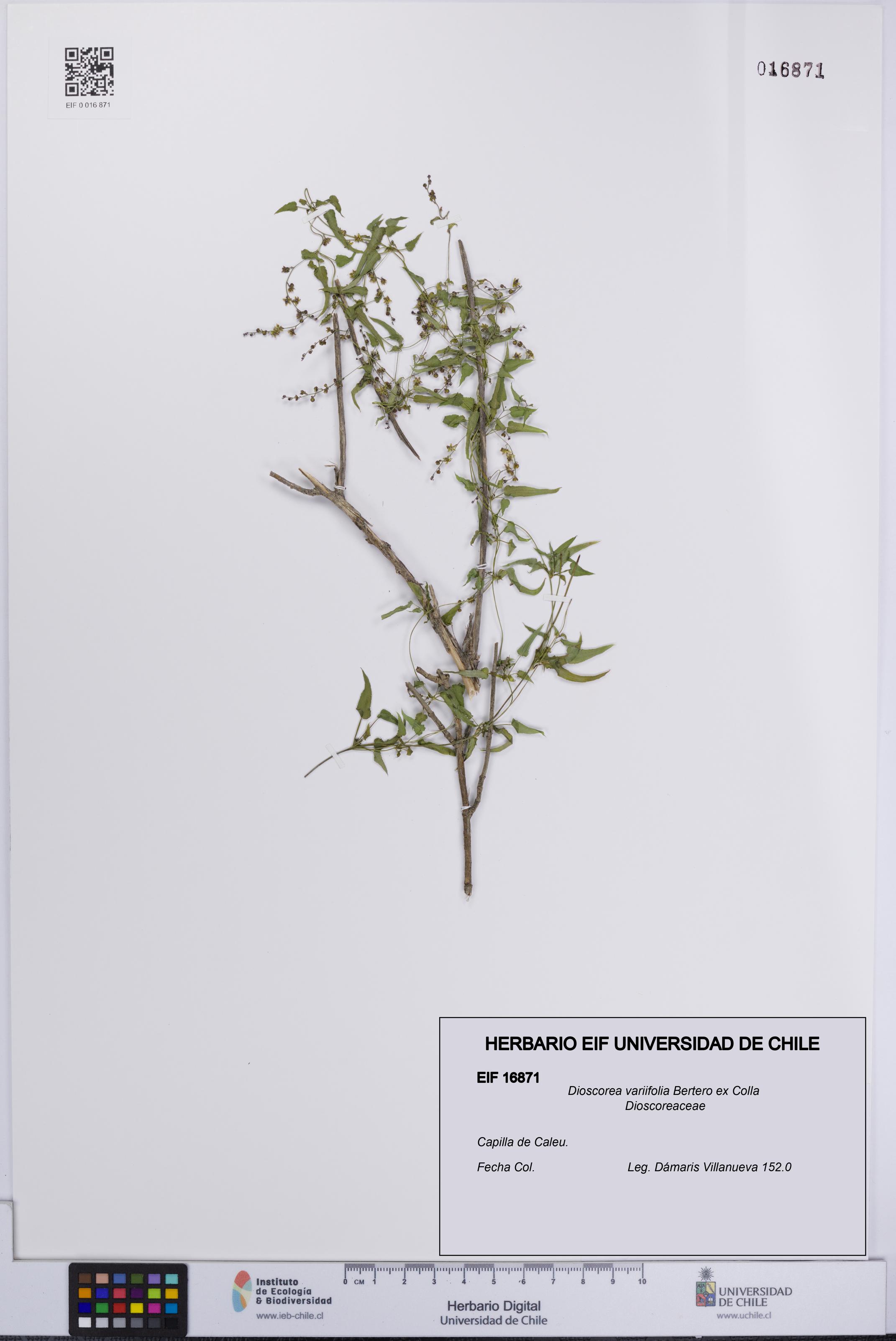 Dioscorea variifolia [Espécimen: UCH:EIF:0016871]