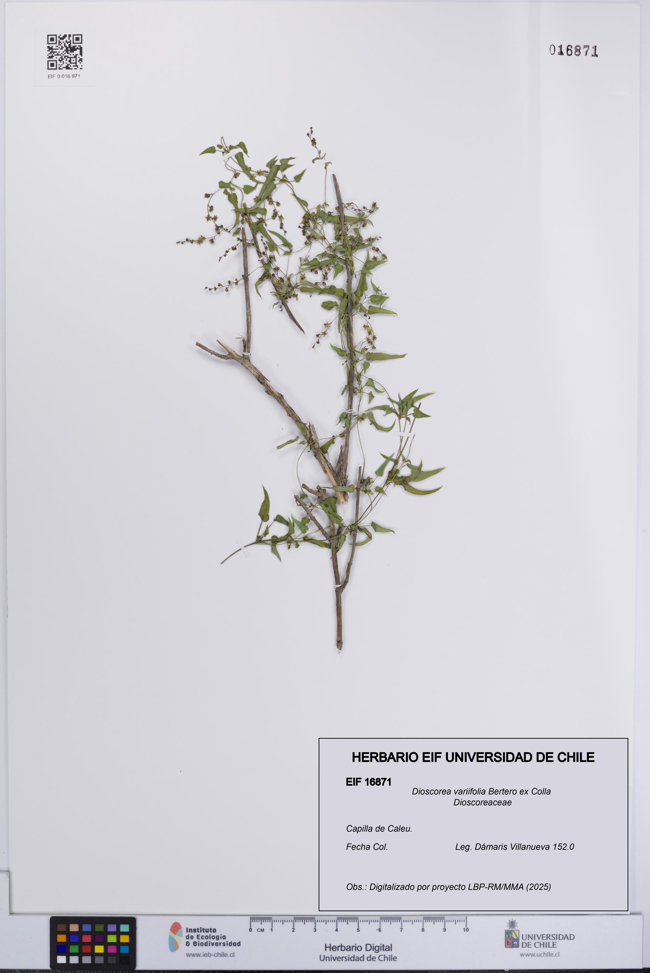 Dioscorea variifolia [Espécimen: UCH:EIF:0016871]