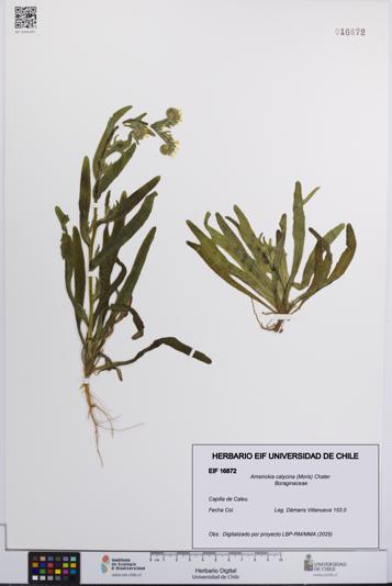Amsinckia calycina [Espécimen: UCH:EIF:0016872]