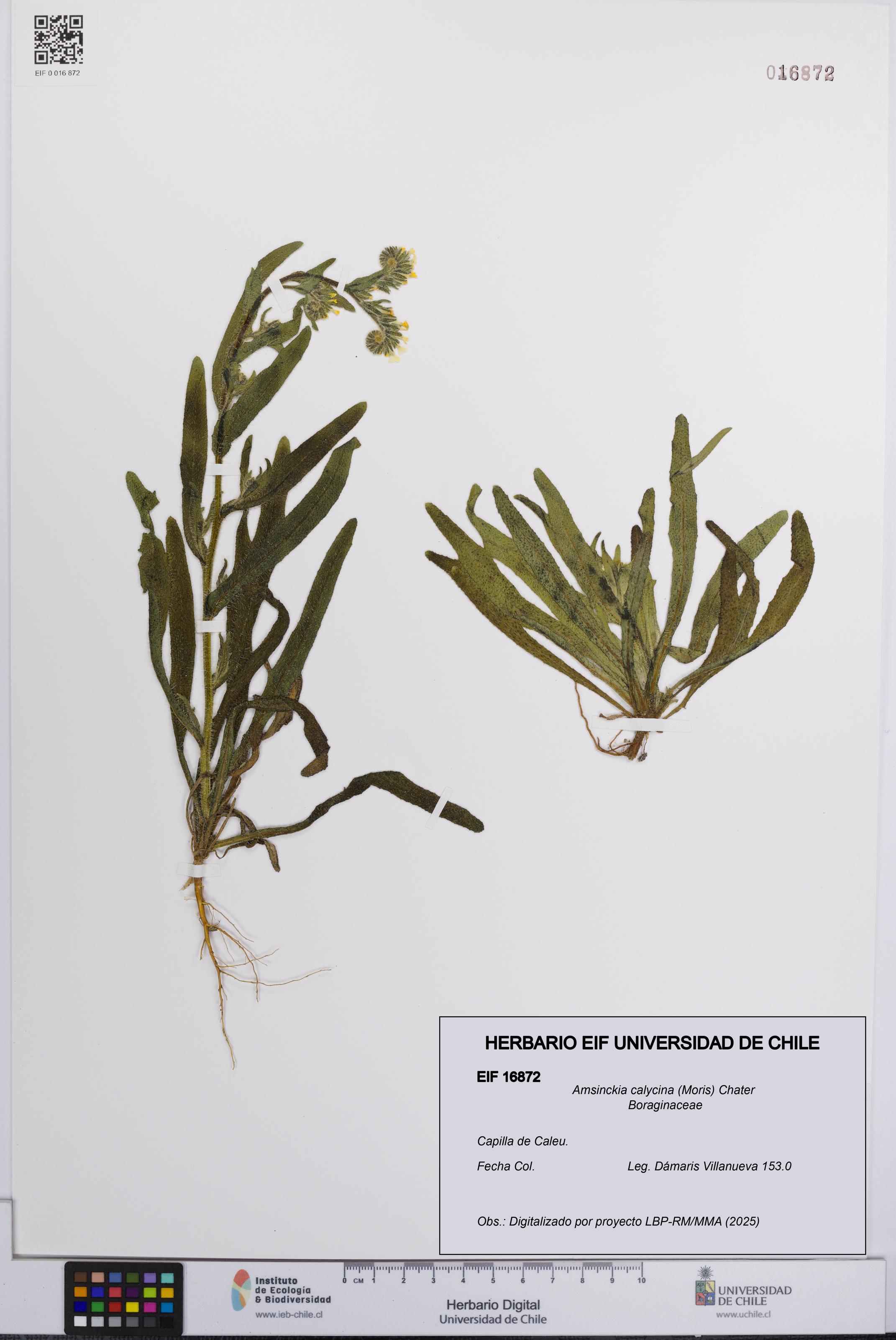 Amsinckia calycina [Espécimen: UCH:EIF:0016872]