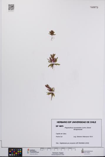 Plagiobothrys myosotoides [Espécimen: UCH:EIF:0016873]