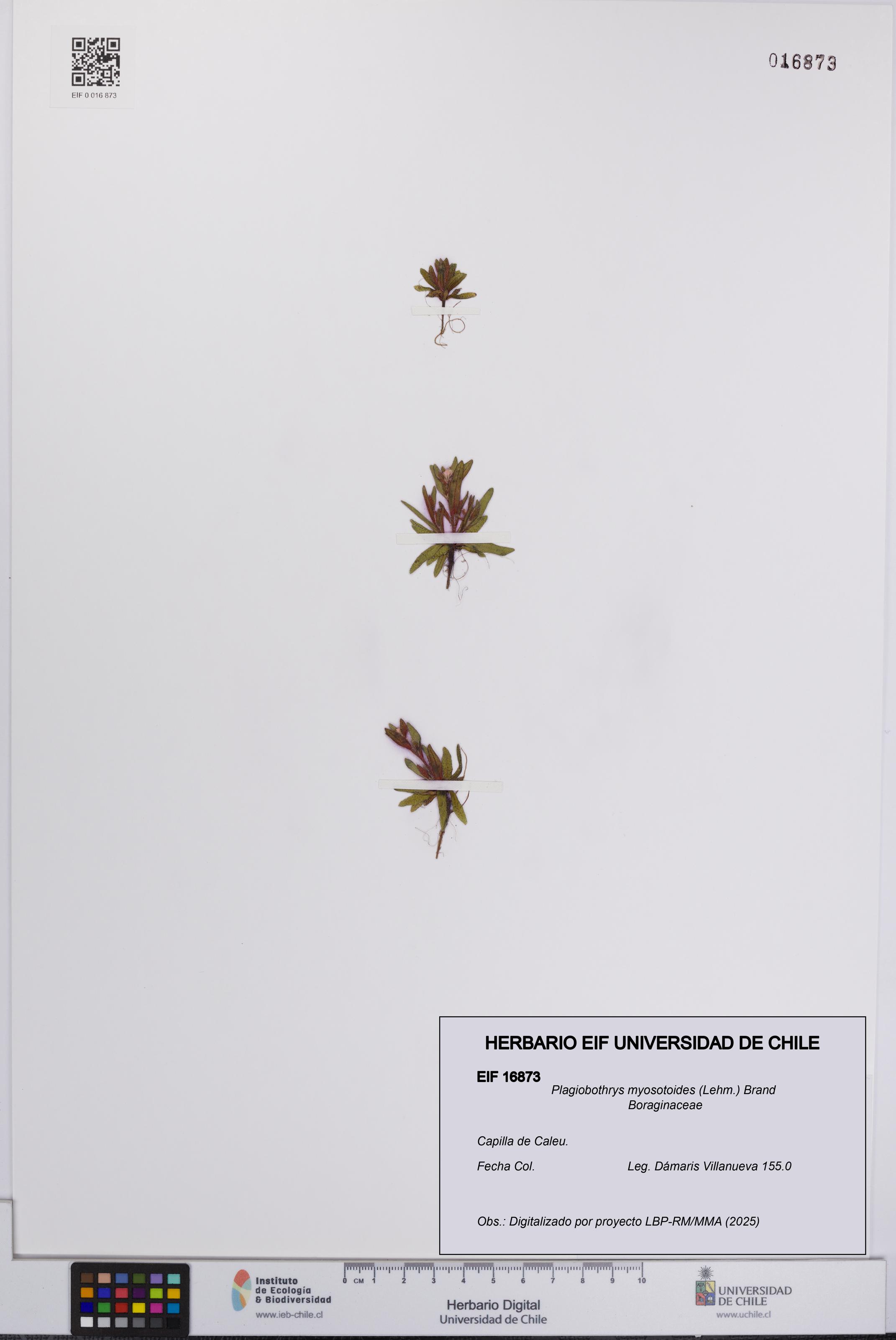 Plagiobothrys myosotoides [Espécimen: UCH:EIF:0016873]