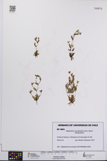 Plagiobothrys myosotoides [Espécimen: UCH:EIF:0016874]