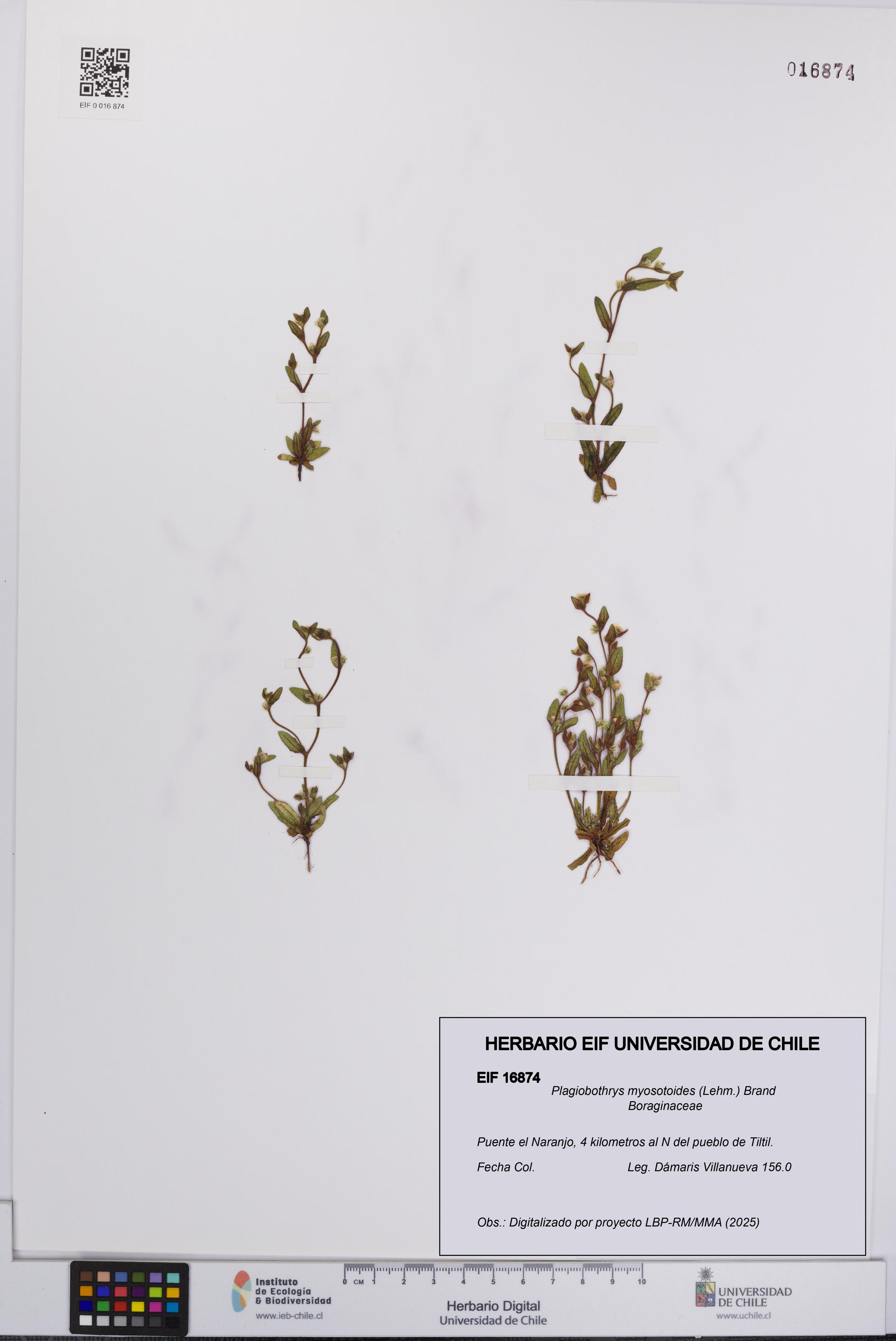 Plagiobothrys myosotoides [Espécimen: UCH:EIF:0016874]