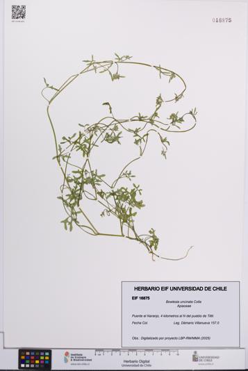 Bowlesia uncinata [Espécimen: UCH:EIF:0016875]