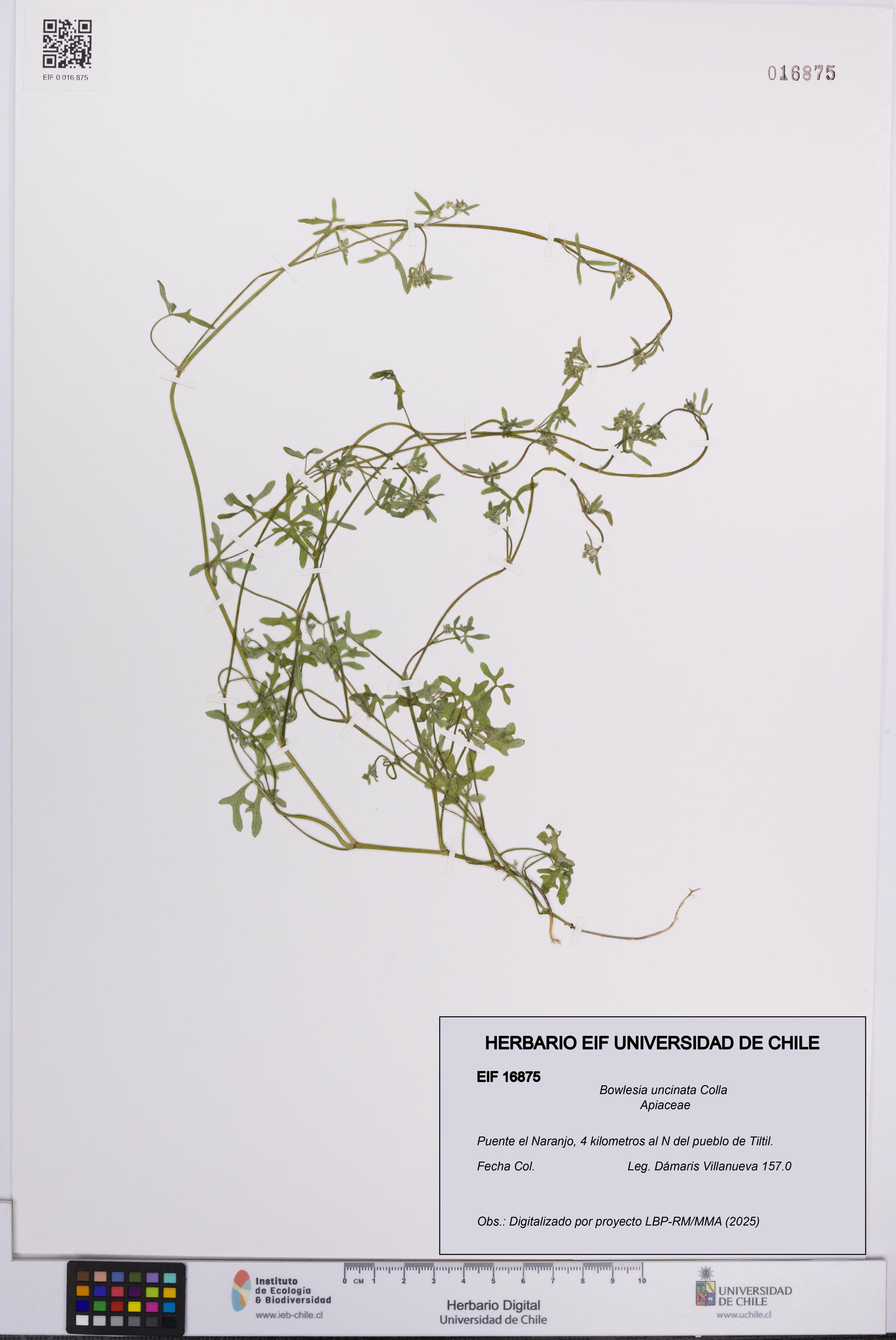 Bowlesia uncinata [Espécimen: UCH:EIF:0016875]