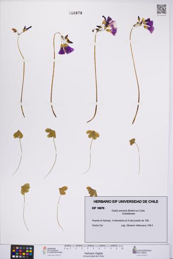 Oxalis arenaria [Espécimen: UCH:EIF:0016876]