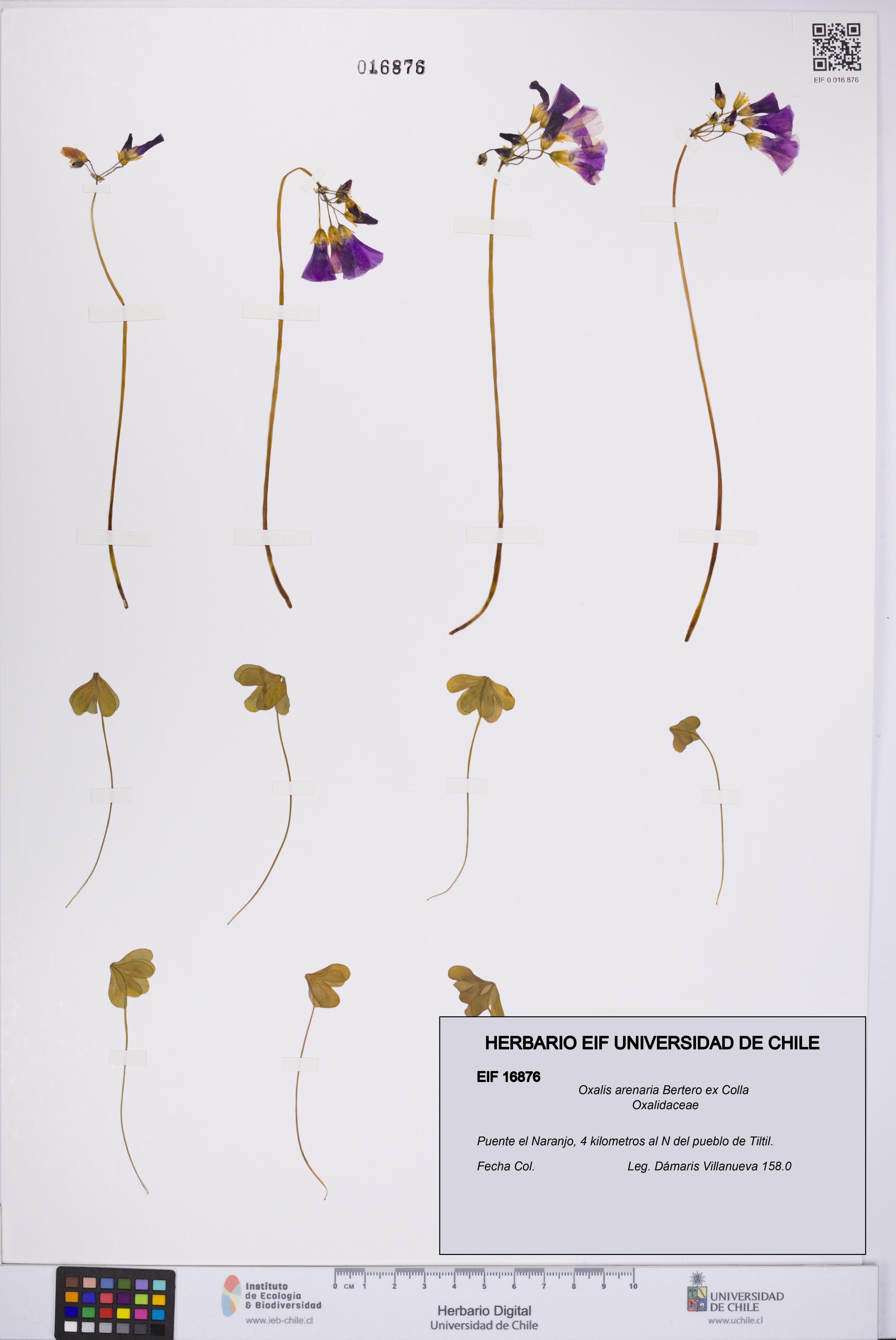 Oxalis arenaria [Espécimen: UCH:EIF:0016876]