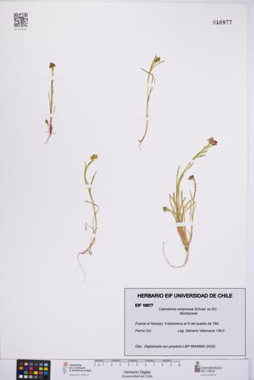 Calandrinia compressa [Espécimen: UCH:EIF:0016877]