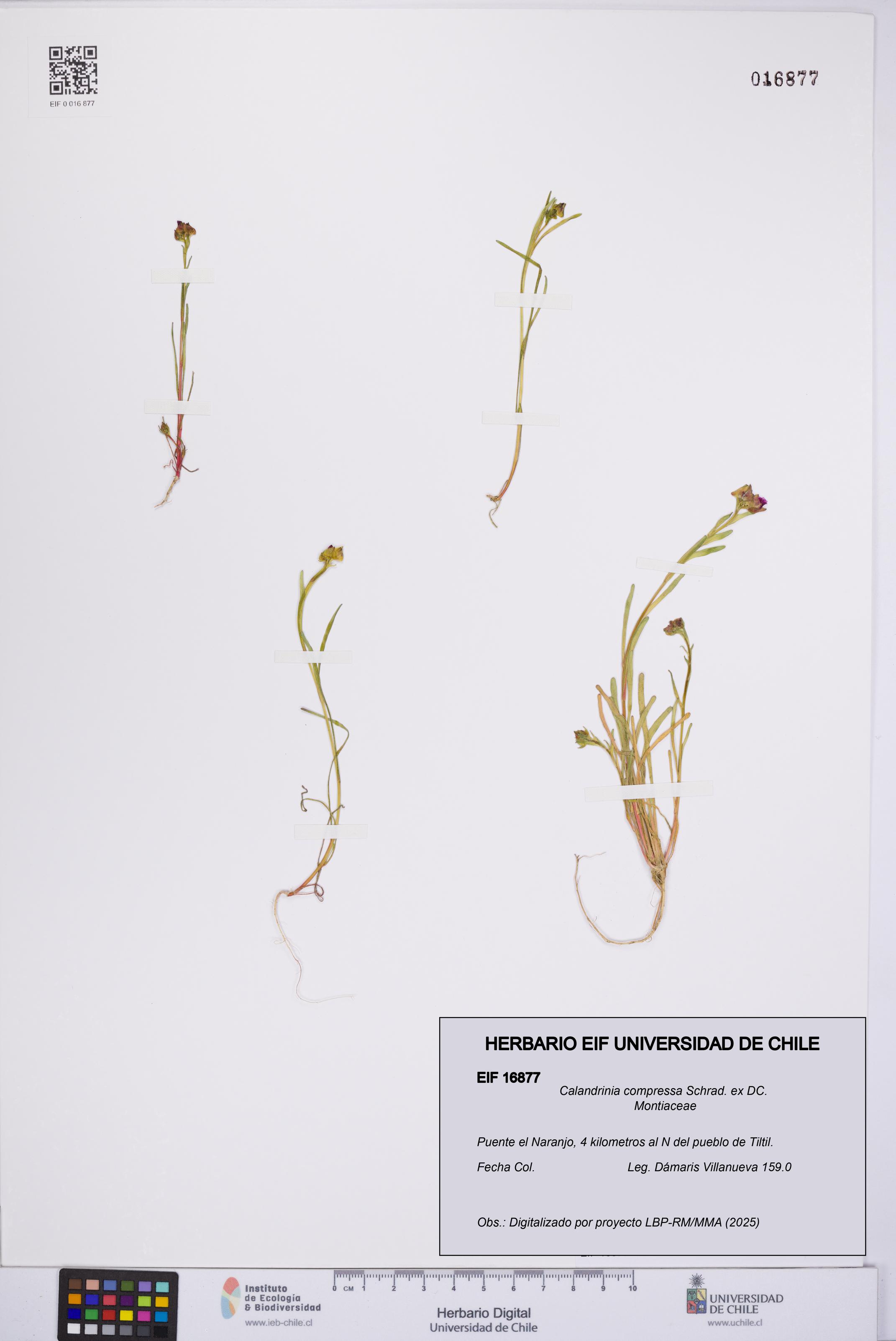 Calandrinia compressa [Espécimen: UCH:EIF:0016877]