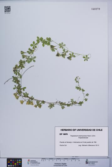Tropaeolum brachyceras [Espécimen: UCH:EIF:0016878]