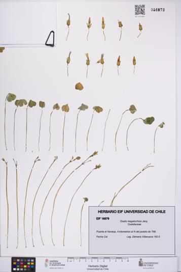 Oxalis megalorrhiza [Espécimen: UCH:EIF:0016879]