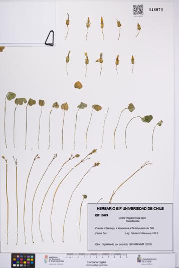 Oxalis megalorrhiza [Espécimen: UCH:EIF:0016879]