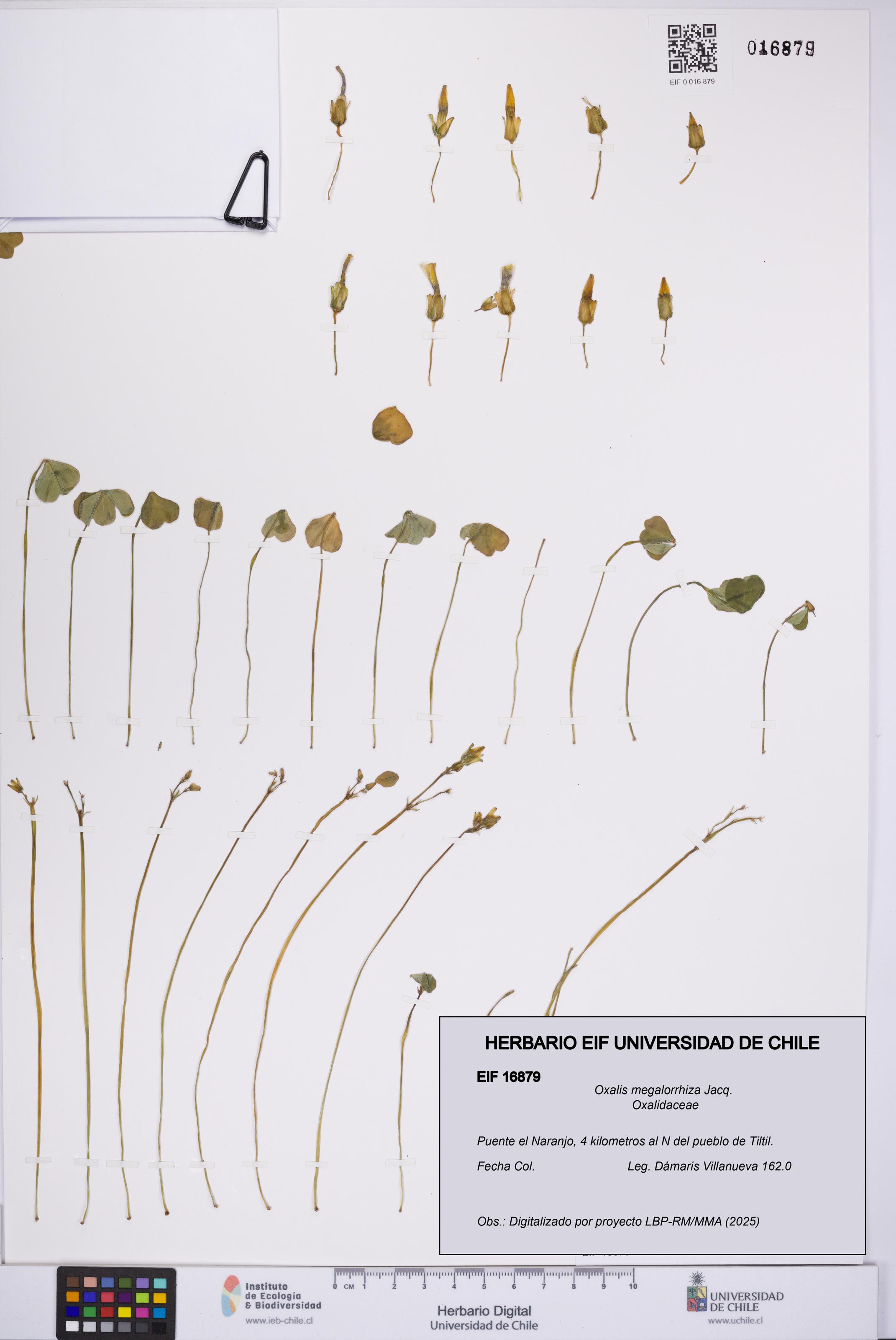 Oxalis megalorrhiza [Espécimen: UCH:EIF:0016879]