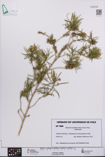 Baccharis salicifolia [Espécimen: UCH:EIF:0016880]