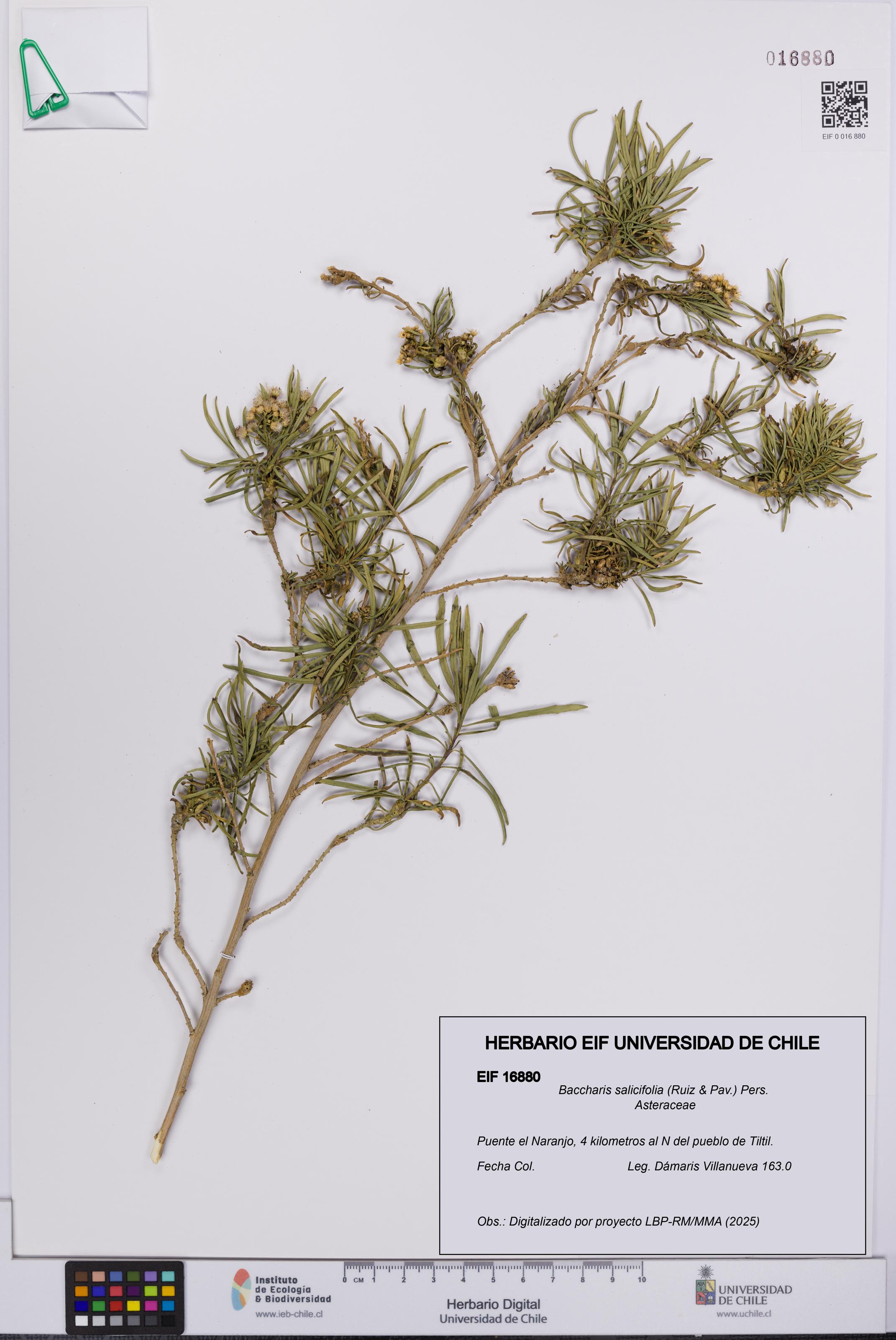 Baccharis salicifolia [Espécimen: UCH:EIF:0016880]