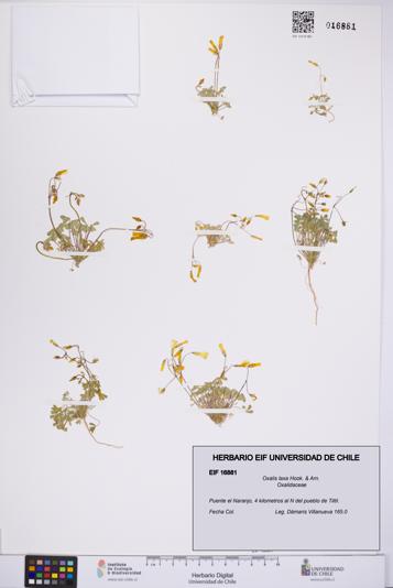 Oxalis laxa [Espécimen: UCH:EIF:0016881]