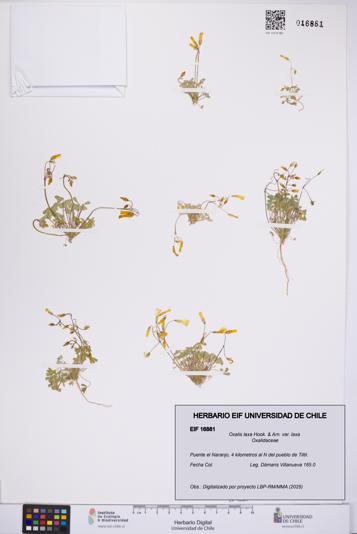 Oxalis laxa var. laxa [Espécimen: UCH:EIF:0016881]