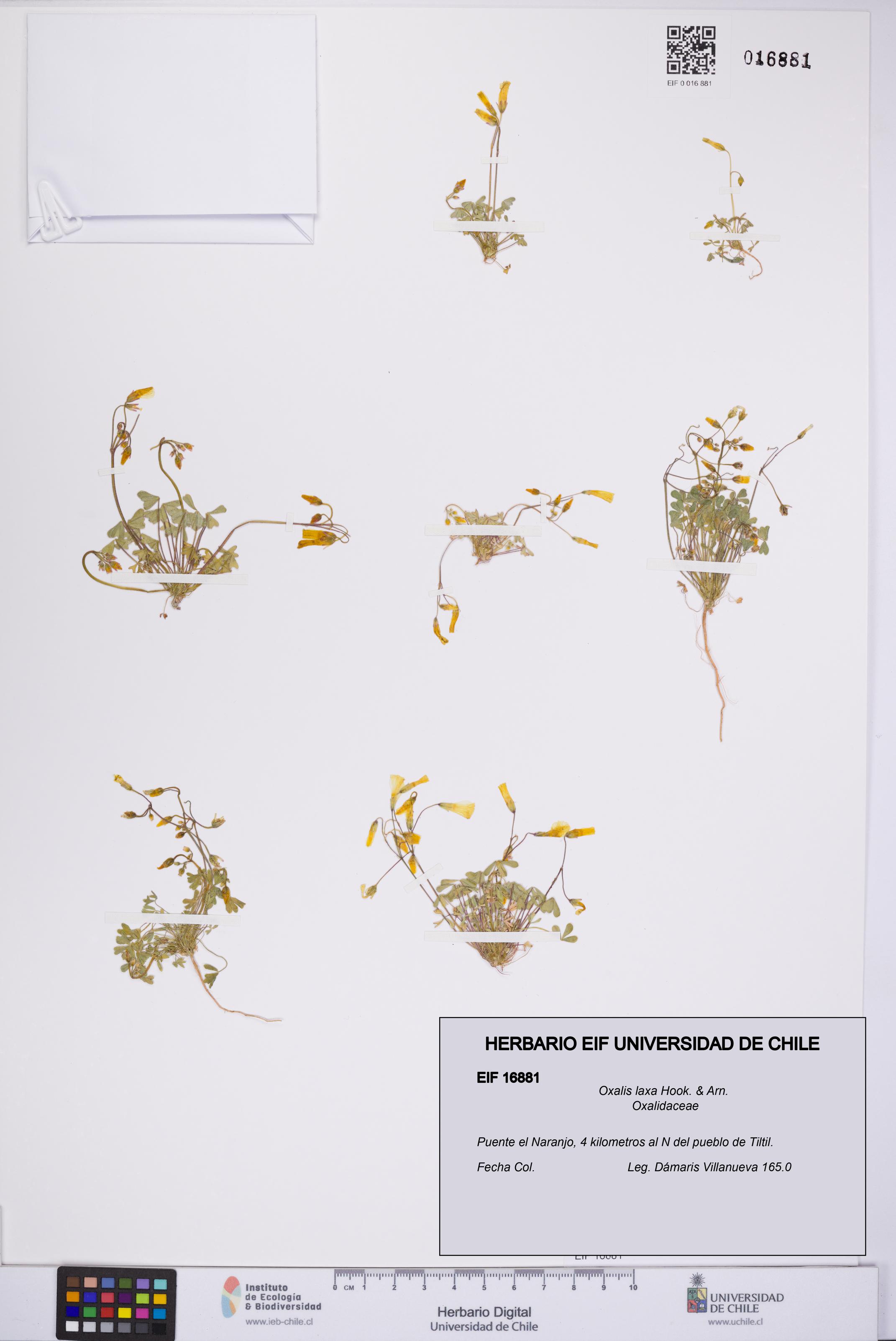 Oxalis laxa [Espécimen: UCH:EIF:0016881]