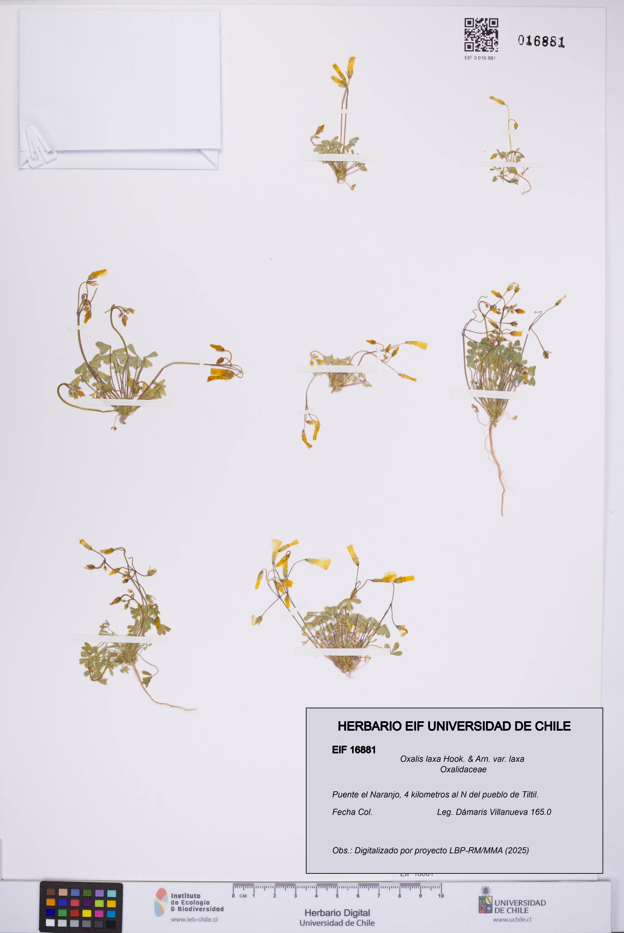 Oxalis laxa var. laxa [Espécimen: UCH:EIF:0016881]