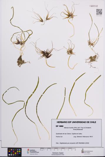 Miersia humilis [Espécimen: UCH:EIF:0016882]