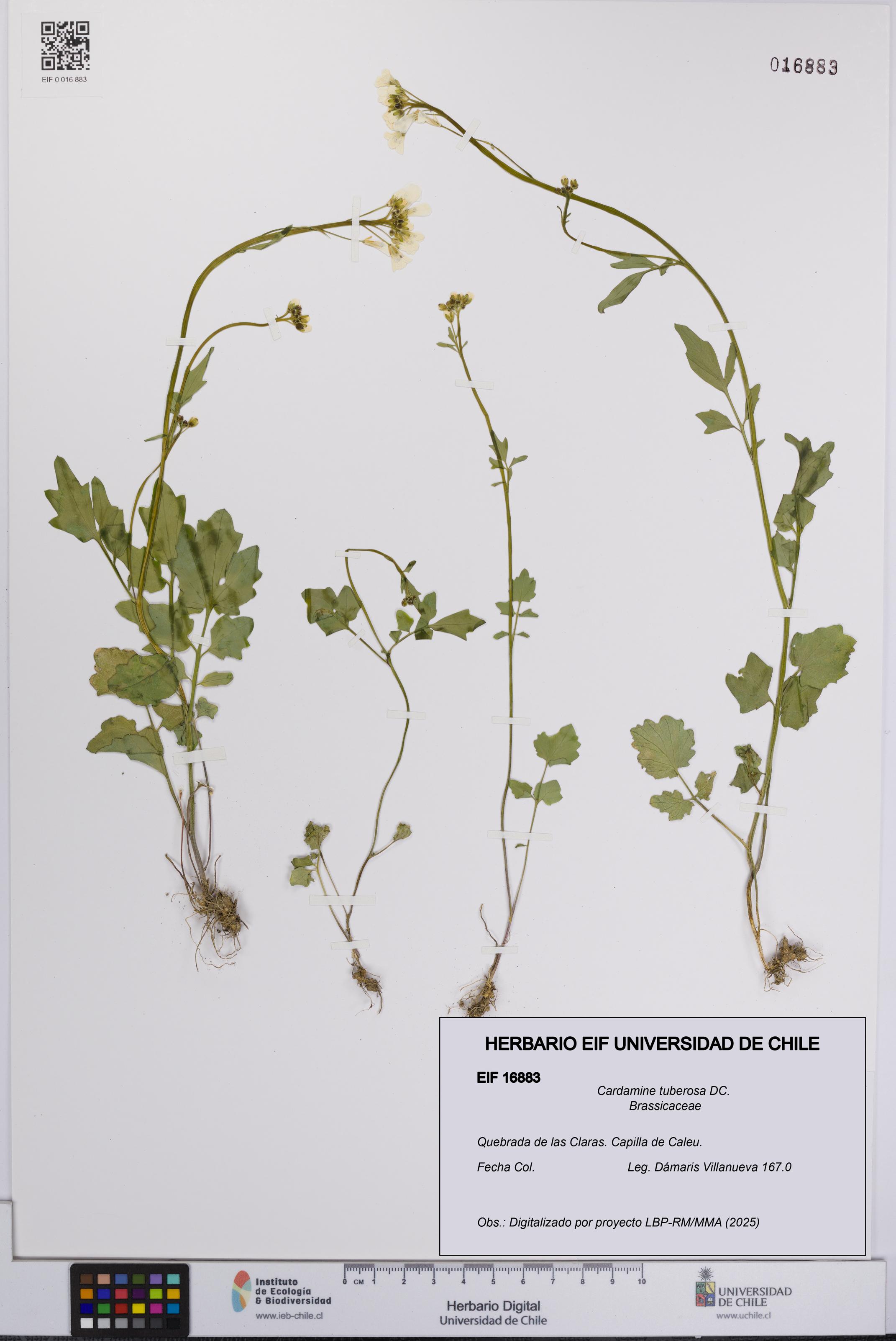 Cardamine tuberosa [Espécimen: UCH:EIF:0016883]