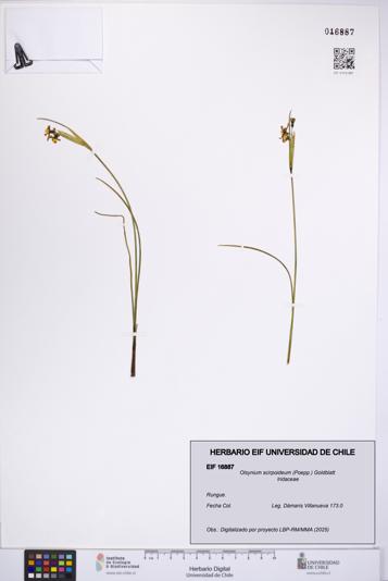 Olsynium scirpoideum [Espécimen: UCH:EIF:0016887]