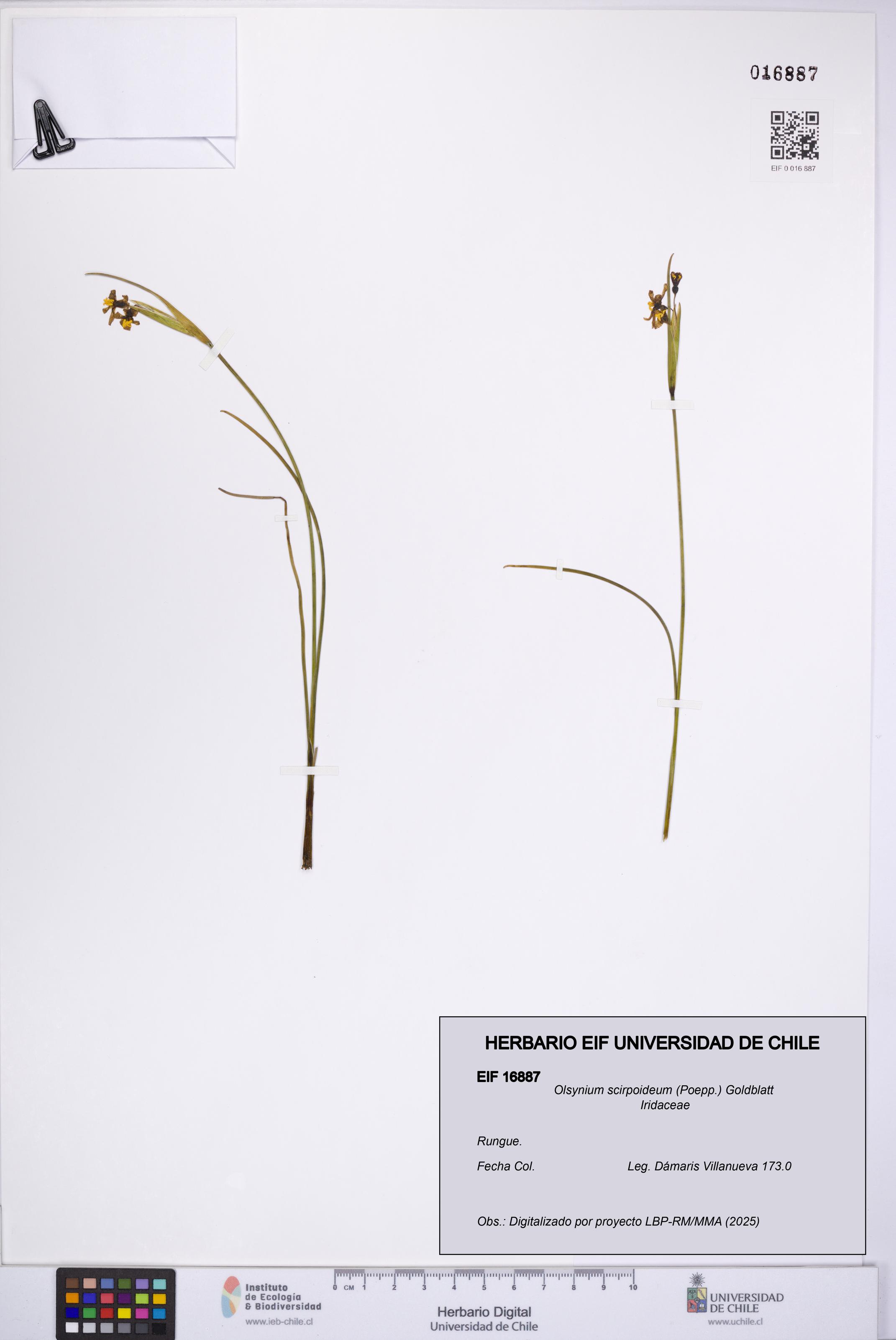 Olsynium scirpoideum [Espécimen: UCH:EIF:0016887]