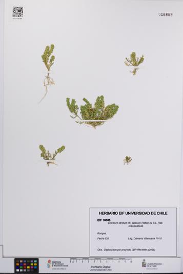 Lepidium strictum [Espécimen: UCH:EIF:0016888]