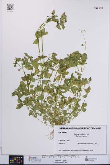 Stellaria media [Espécimen: UCH:EIF:0016889]