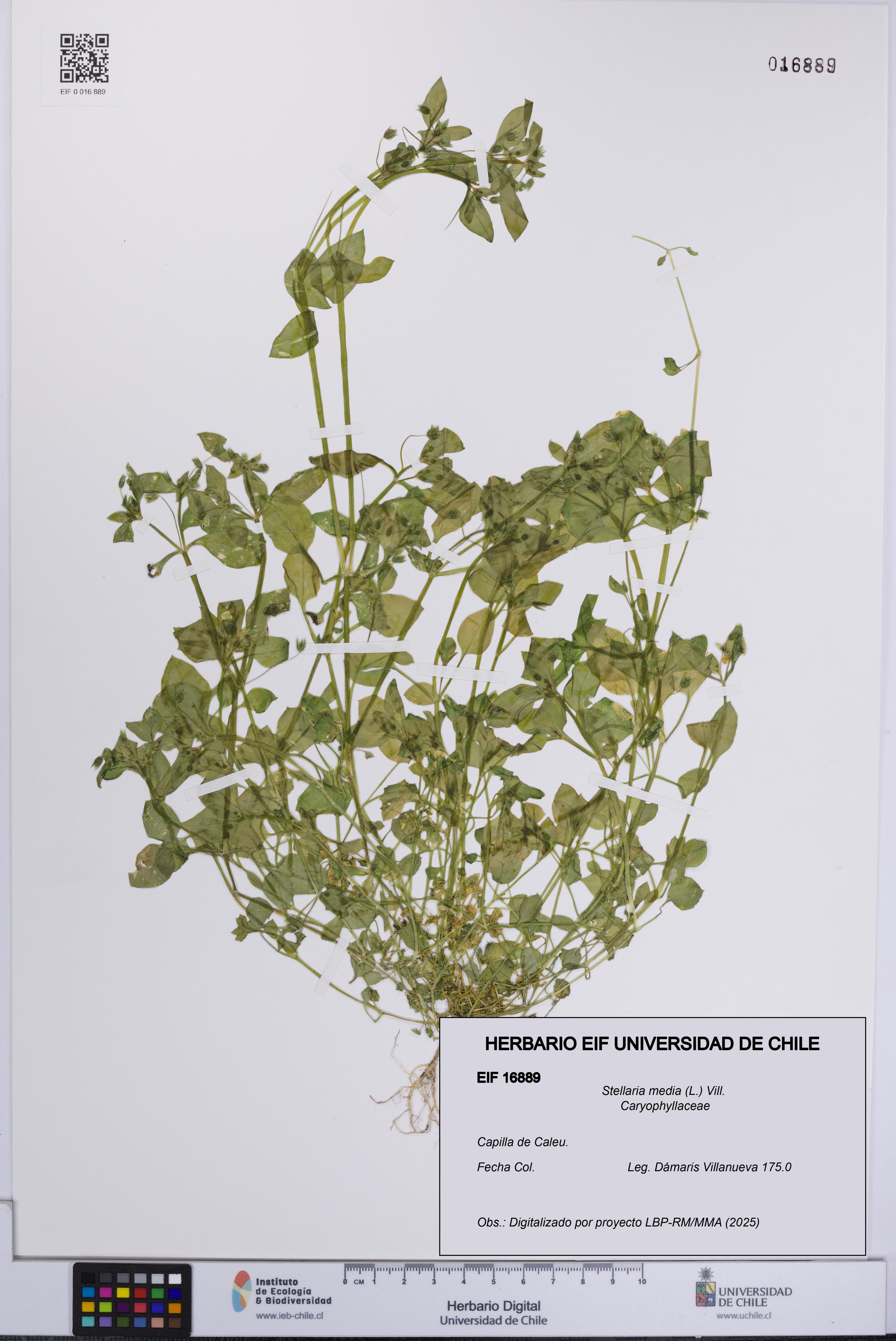 Stellaria media [Espécimen: UCH:EIF:0016889]