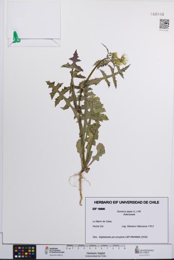Sonchus asper [Espécimen: UCH:EIF:0016890]