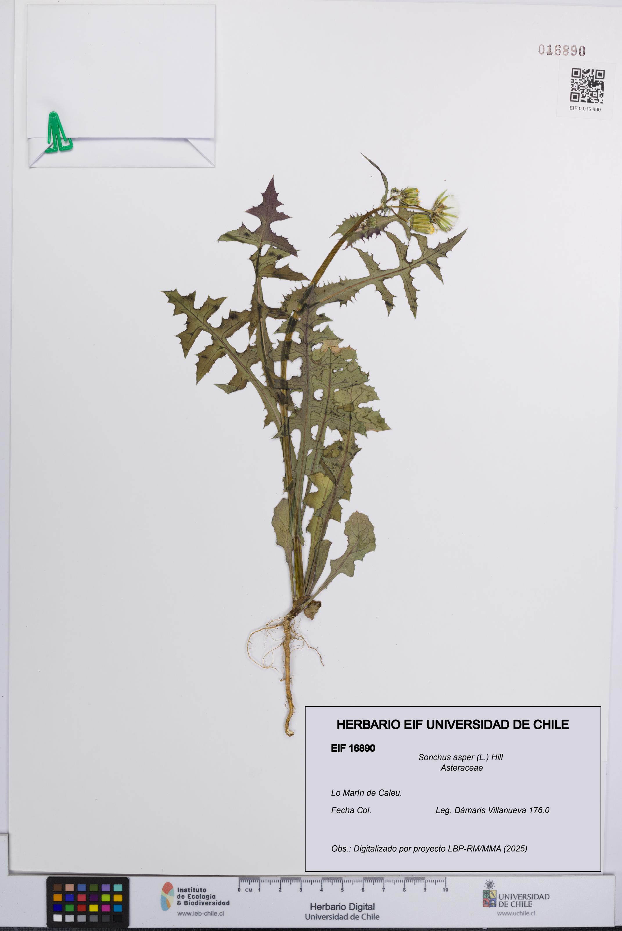 Sonchus asper [Espécimen: UCH:EIF:0016890]
