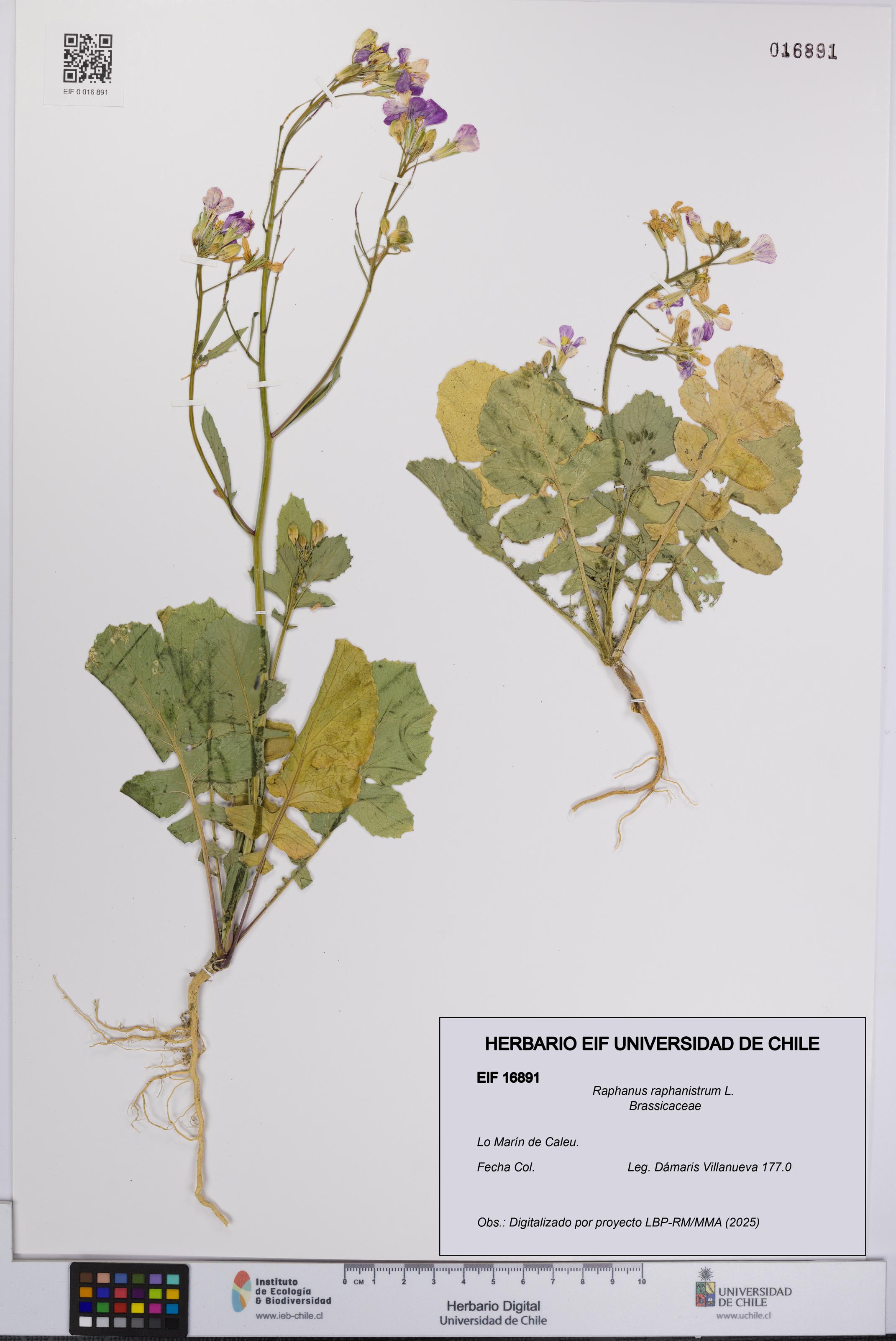 Raphanus raphanistrum [Espécimen: UCH:EIF:0016891]