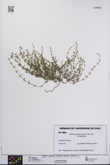 Pectocarya linearis [Espécimen: UCH:EIF:0016893]