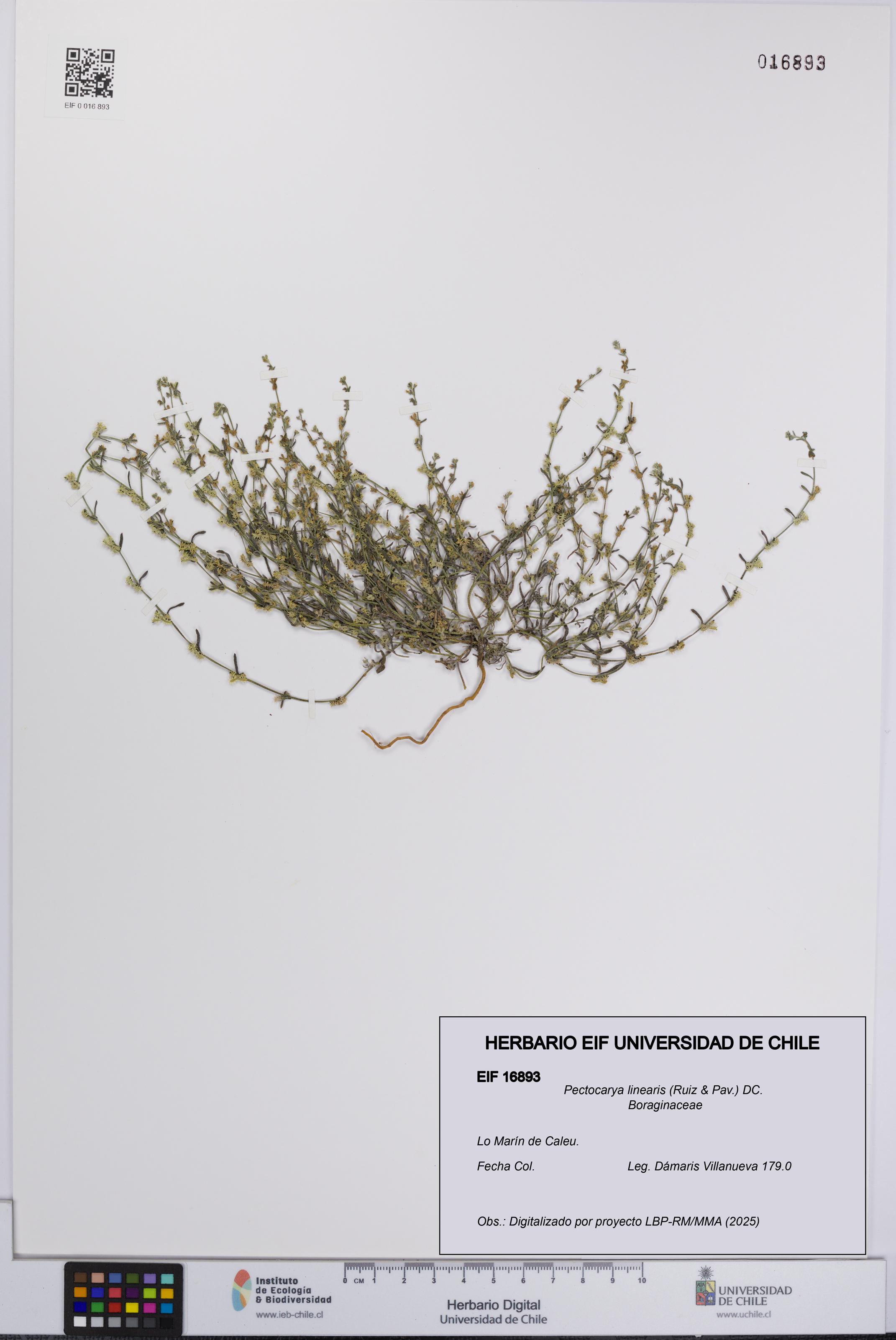 Pectocarya linearis [Espécimen: UCH:EIF:0016893]