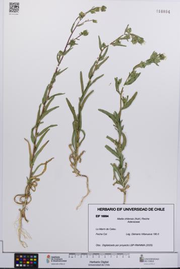 Madia chilensis [Espécimen: UCH:EIF:0016894]
