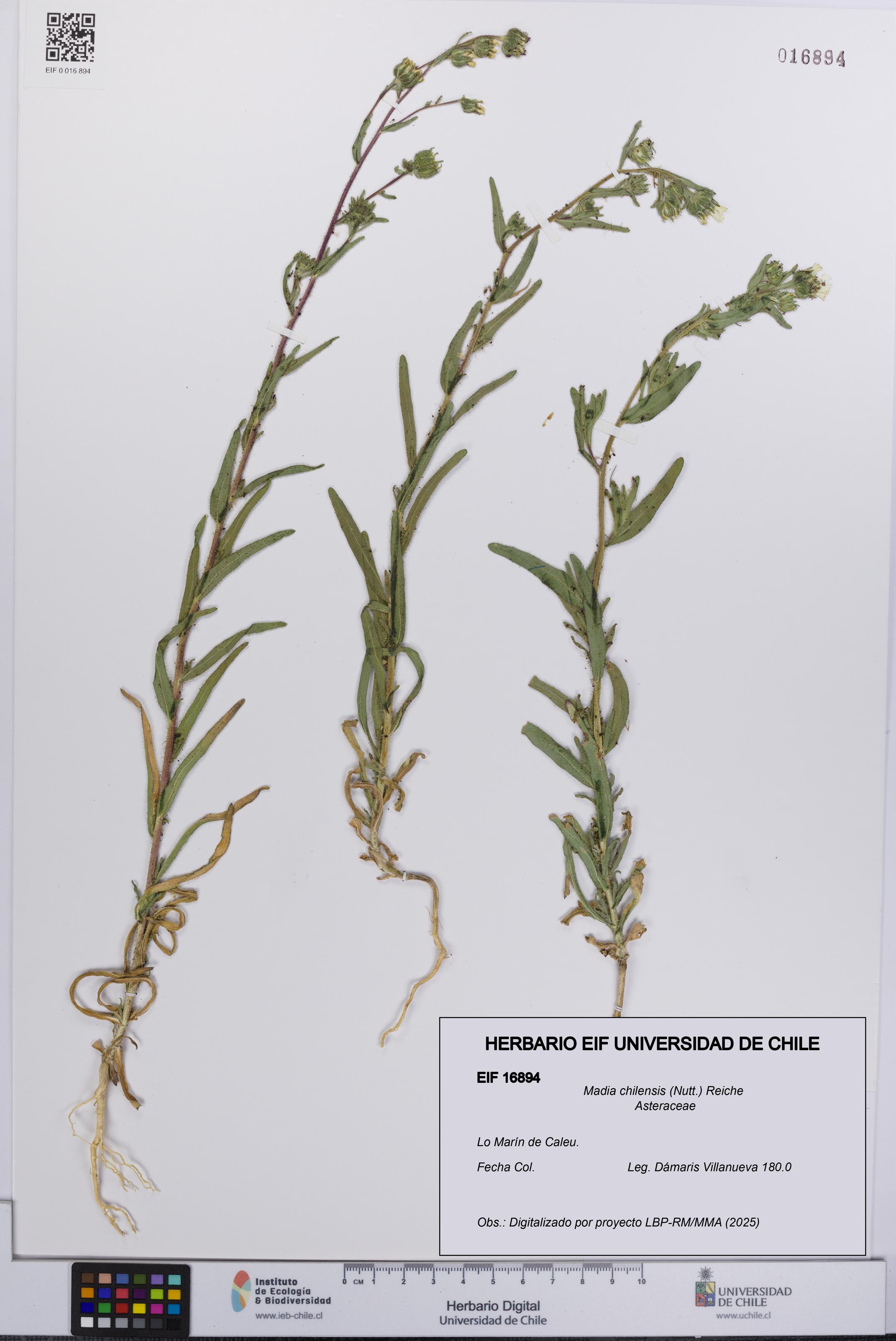 Madia chilensis [Espécimen: UCH:EIF:0016894]