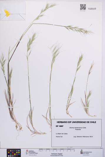 Bromus berteroanus [Espécimen: UCH:EIF:0016897]