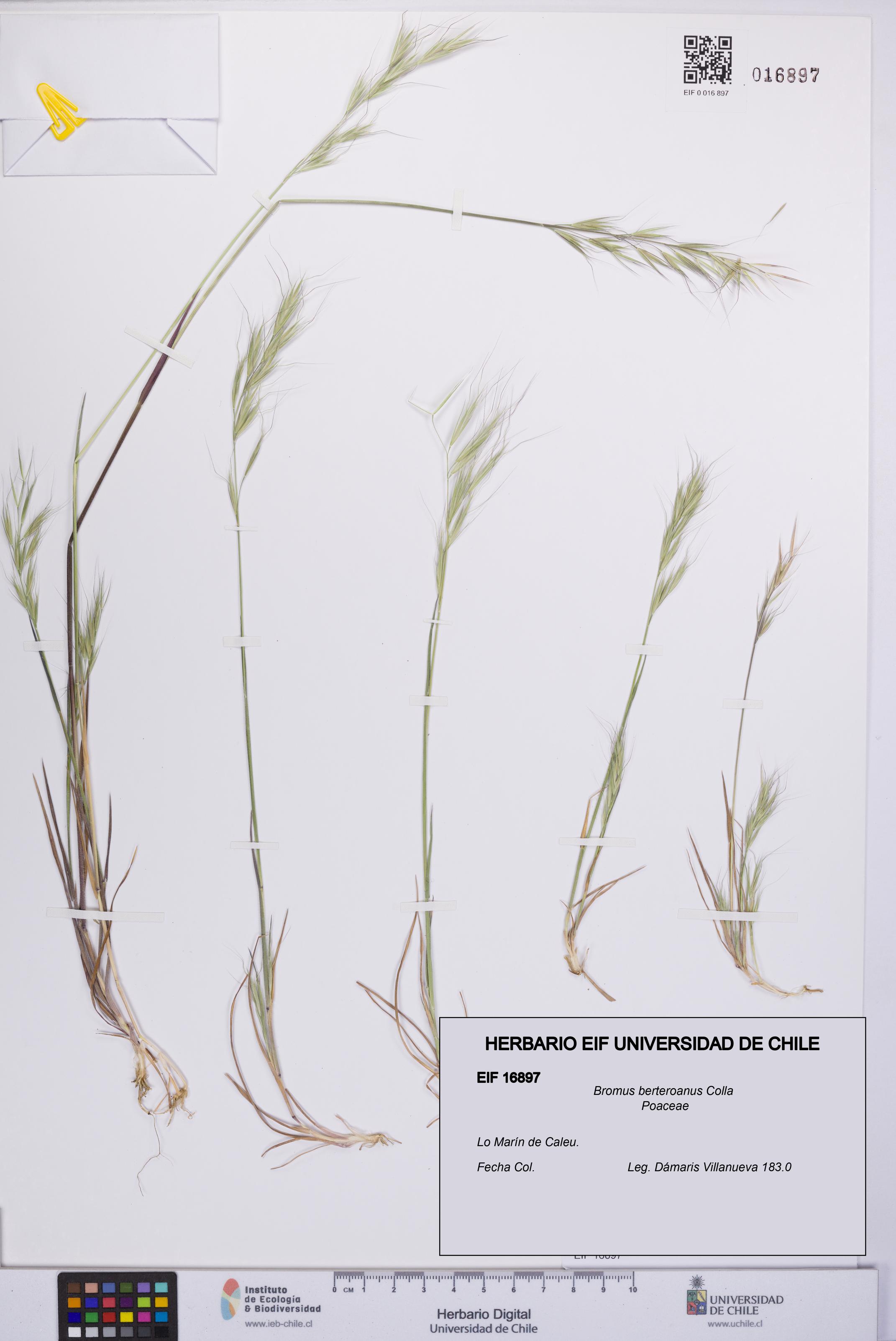 Bromus berteroanus [Espécimen: UCH:EIF:0016897]
