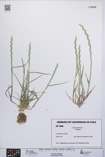 Lolium perenne [Espécimen: UCH:EIF:0016898]